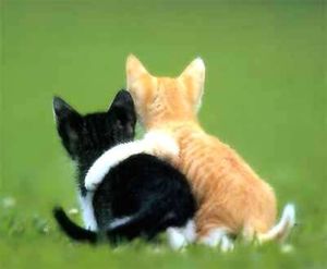 cats-in-love_978007